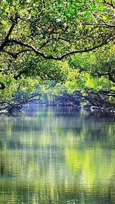 A Quiet Stroll in the Reserve