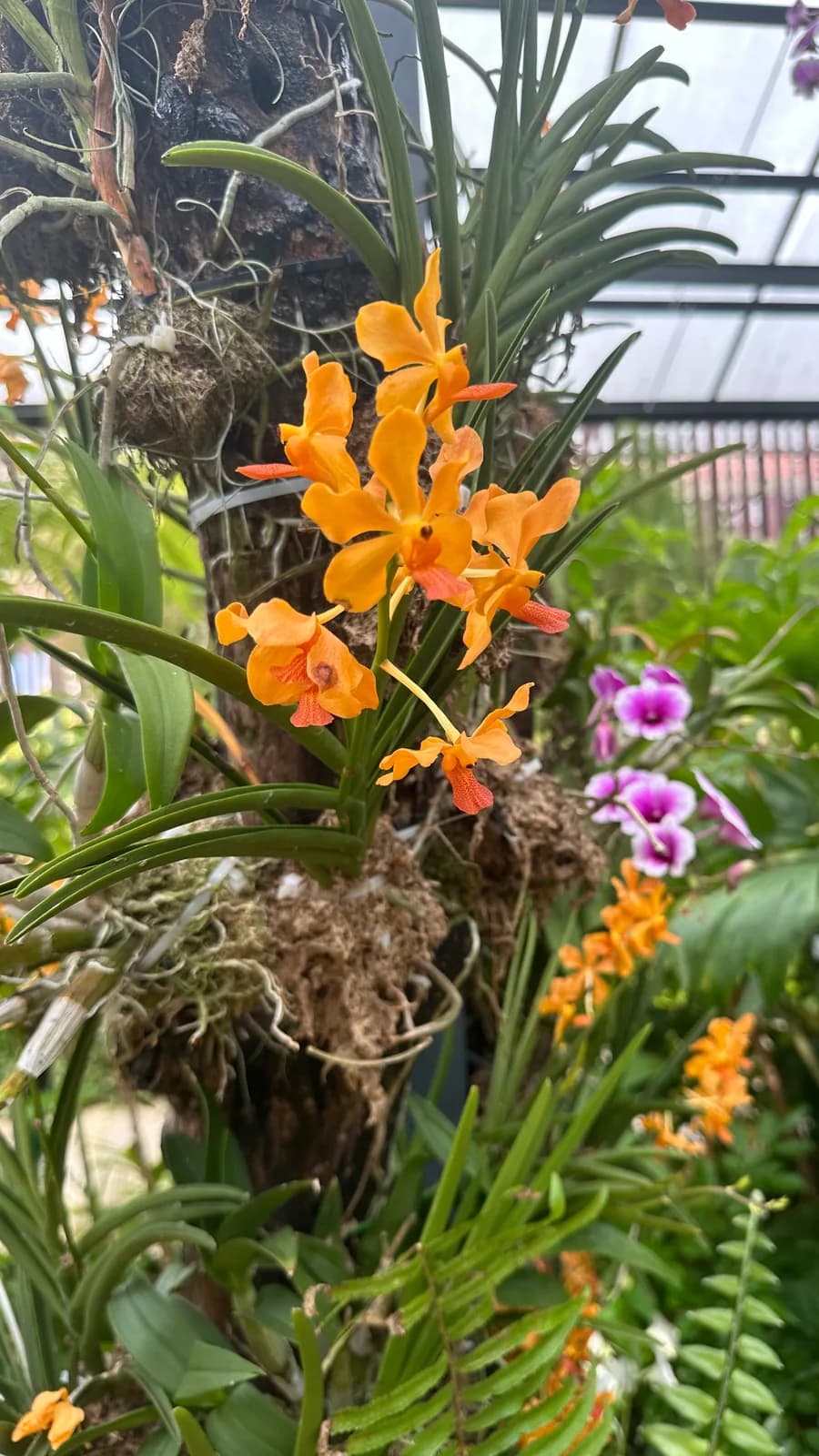 Lively Garden Vibes