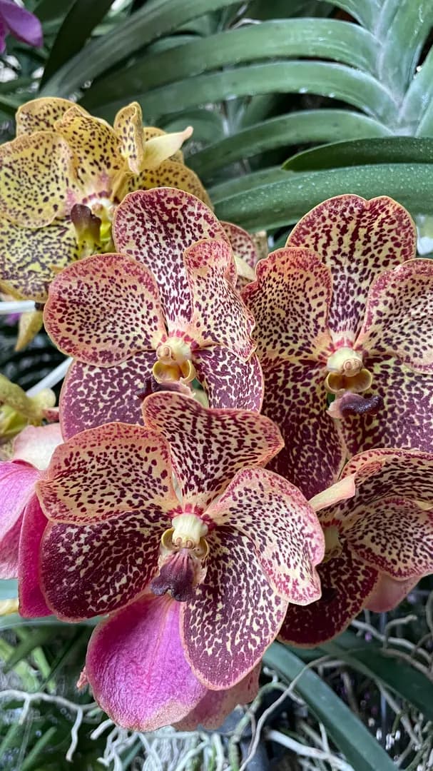 Lively Garden Vibes photo 3