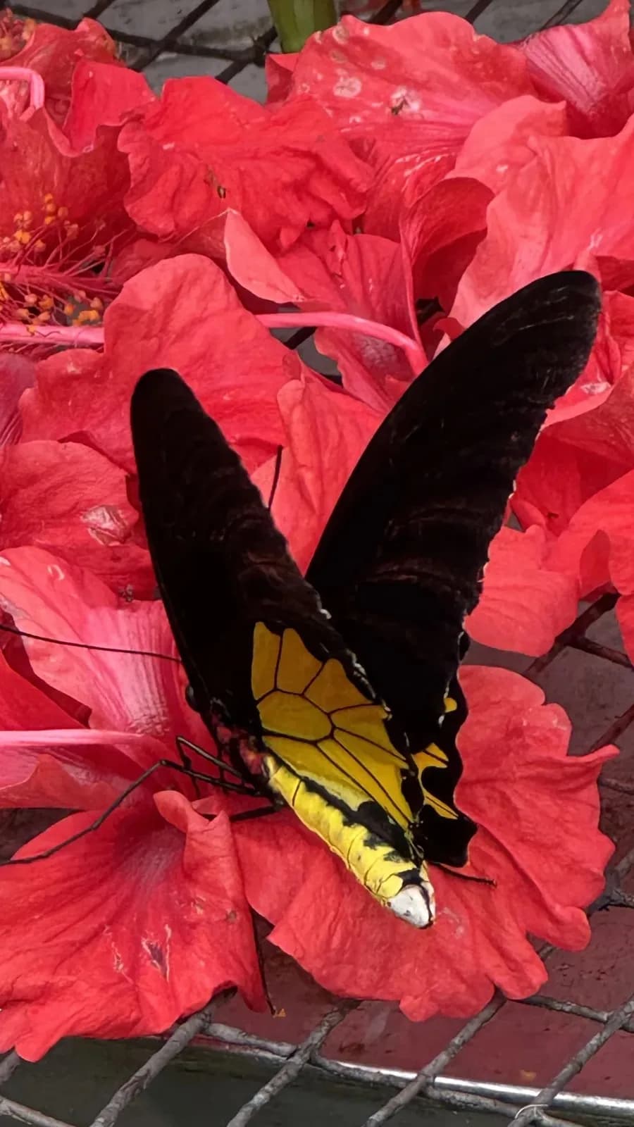 Family Adventure in the Butterfly Garden