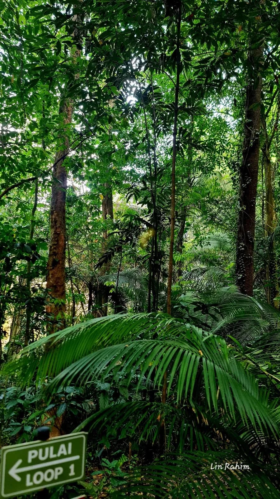Relaxed Vibes on Pulai Paths