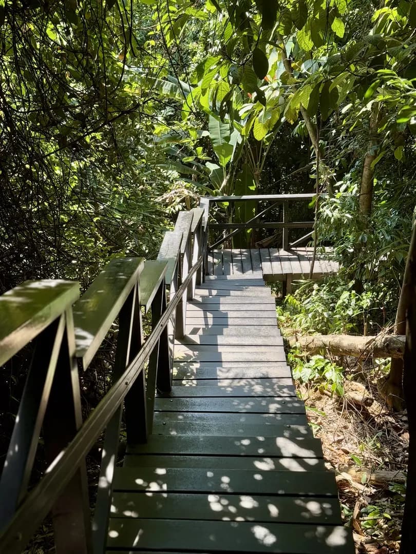 KL Forest Eco Park Canopy Walk photo 3