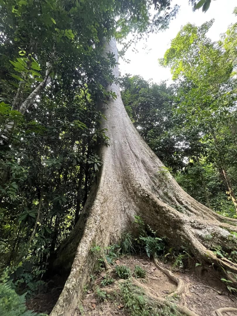 Taman Negara National Park photo 3