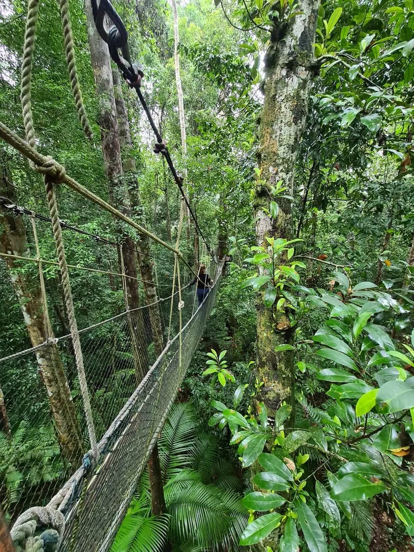 Taman Negara National Park photo 2
