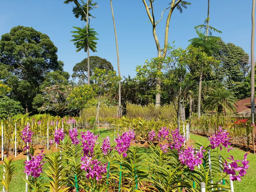 Orchid & Hibiscus Gardens photo 2